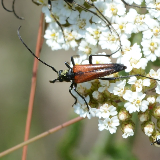 Stenurella melanura - feketevégű karcsúcincér