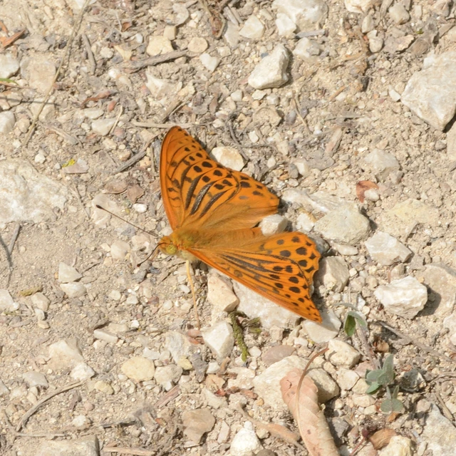 Argynnis paphia - nagy gyöngyházlepke