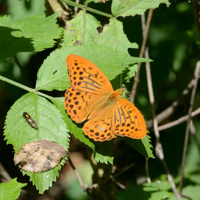 Argynnis paphia - nagy gyöngyházlepke