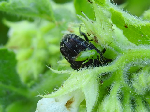 Oxythyrea funesta - sokpettyes virágbogár