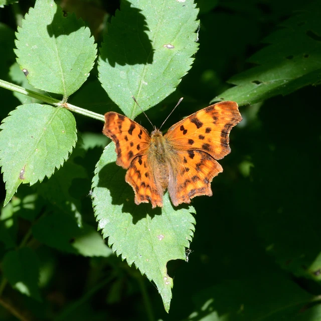 Nymphalis c-album - C-betűs lepke