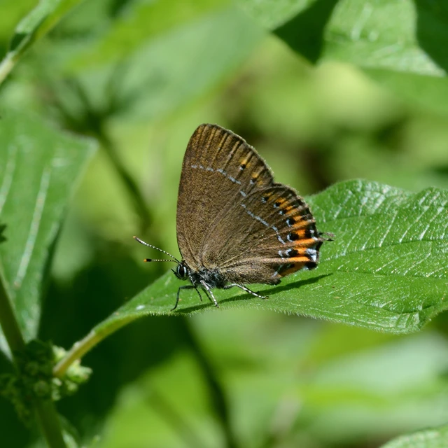 Satyrium pruni - szilvafa-csücsköslepke