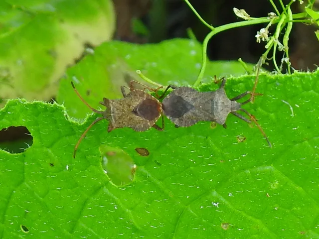 Coreus marginatus - közönséges karimáspoloska