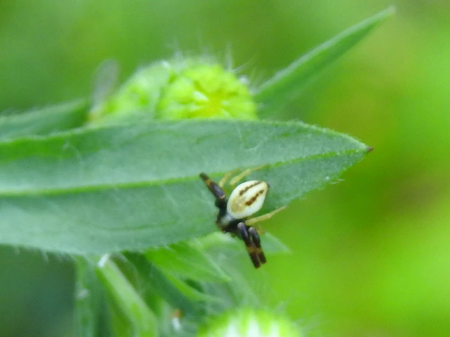 Misumena vatia - viráglakó karolópók