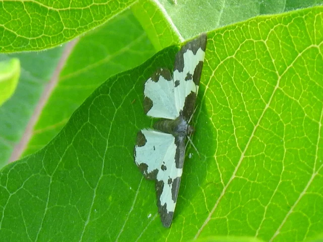 Lomaspilis marginata - szegélyes nyárfaaraszoló