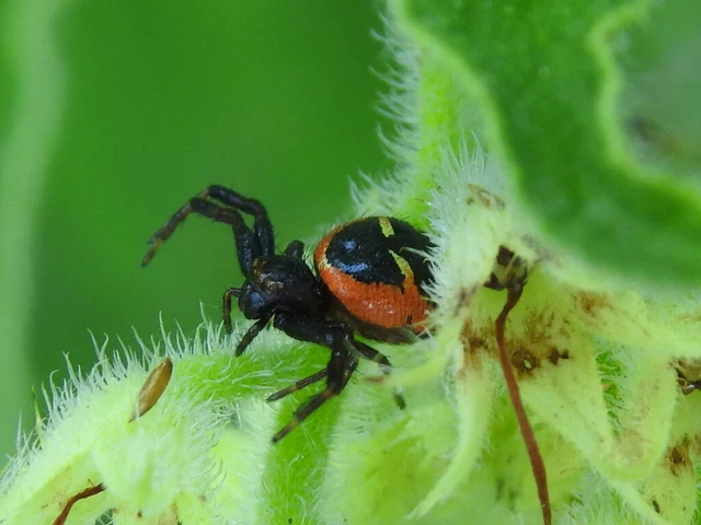 Synema globosum/ornatum
