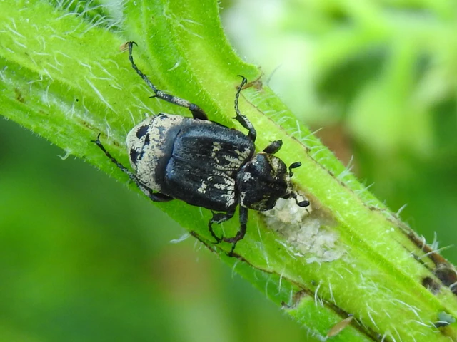 Valgus hemipterus - suta virágbogár