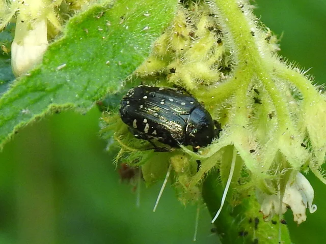 Oxythyrea funesta - sokpettyes virágbogár