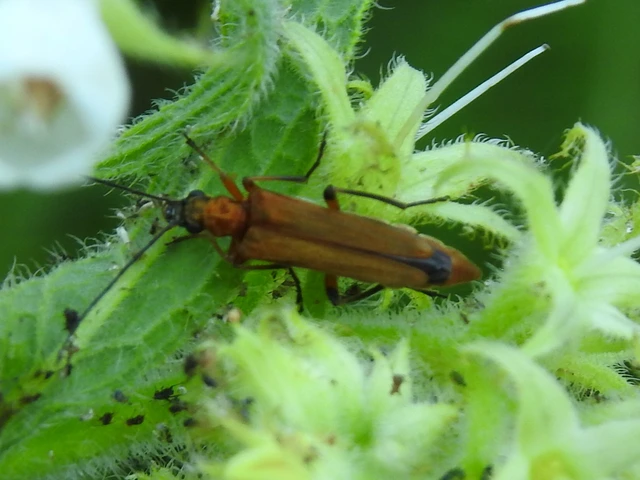 Oedemera podagrariae - székfű-álcincér