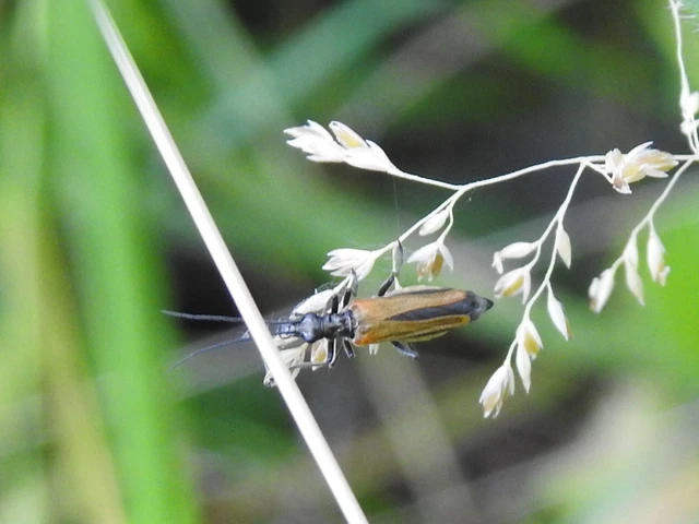 Oedemera femorata - sárgahátú álcincér