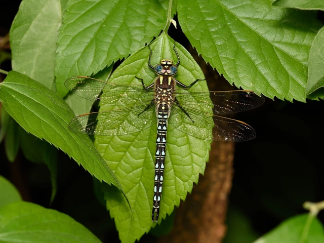 Brachytron pratense - szőrös karcsúacsa