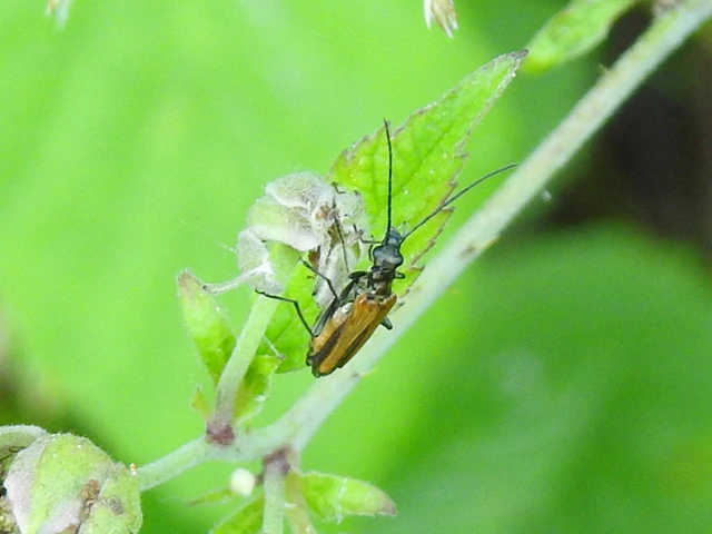 Oedemera femorata - sárgahátú álcincér