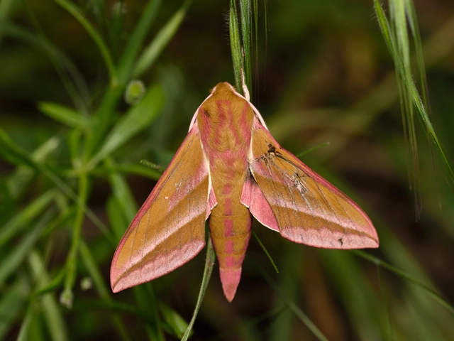 Deilephila elpenor - szőlőszender