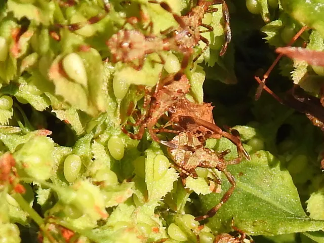 Coreus marginatus - közönséges karimáspoloska