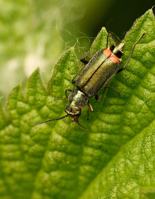 Malachius bipustulatus - kétfoltos bibircsesbogár