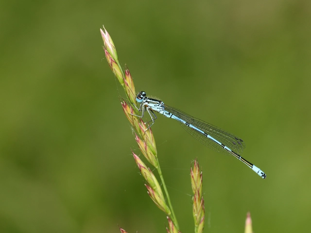 Coenagrion puella - azúrkék légivadász