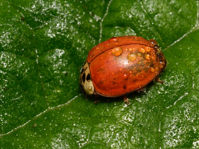Harmonia axyridis - harlekinkatica