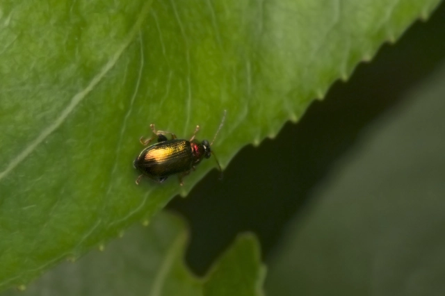 Crepidodera aurata - ékes fűz-földibolha