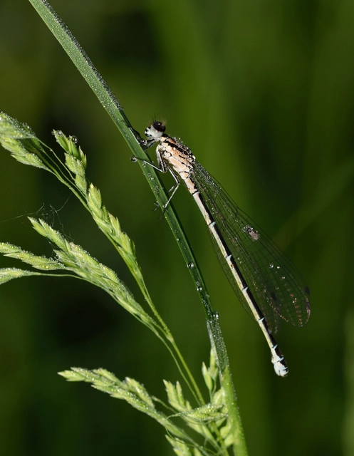 Coenagrion puella - azúrkék légivadász