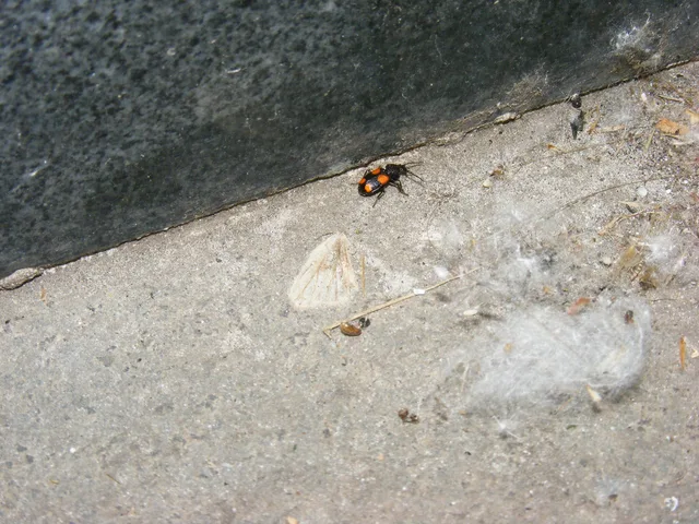 Panagaeus bipustulatus - kis keresztesfutó
