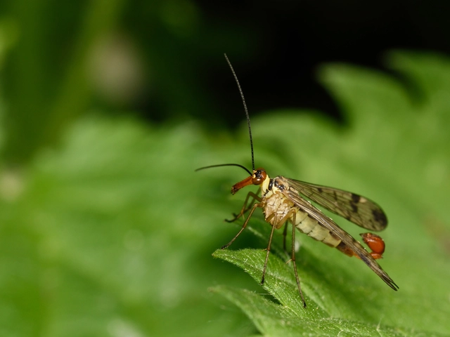 Panorpa cognata