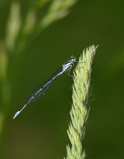 Coenagrion puella - azúrkék légivadász