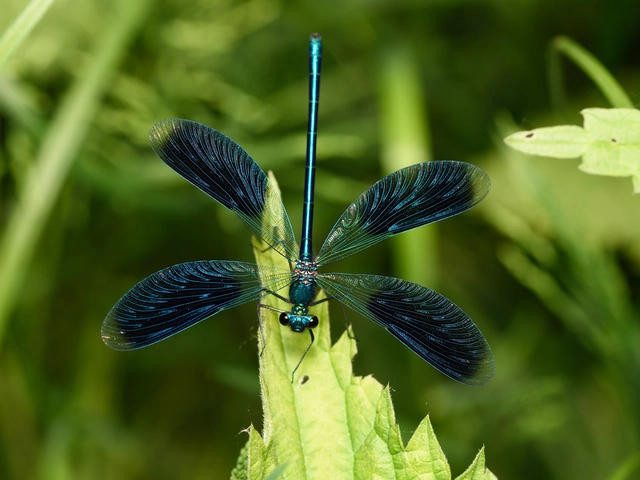 Calopteryx splendens - sávos szitakötő