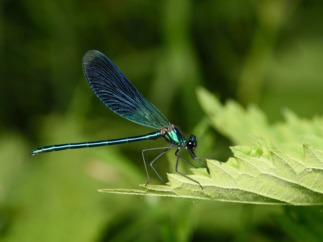 Calopteryx splendens - sávos szitakötő