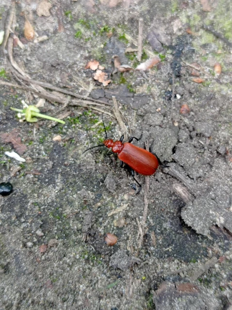 Pyrochroa serraticornis - közép-bíborbogár