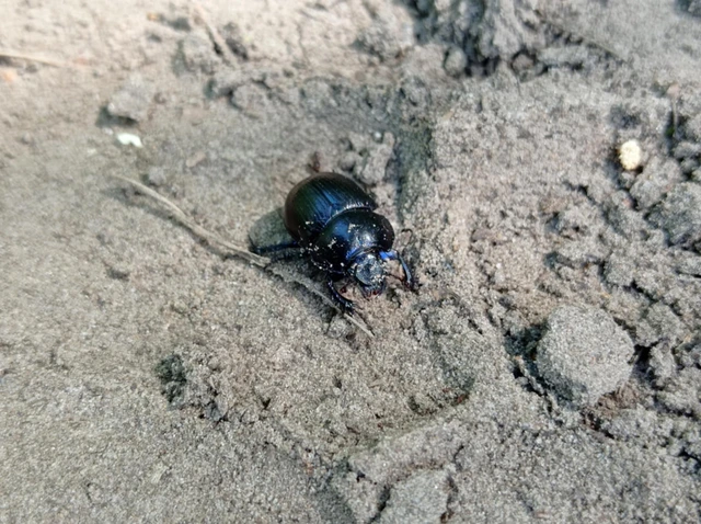 Anoplotrupes stercorosus - erdei álganéjtúró
