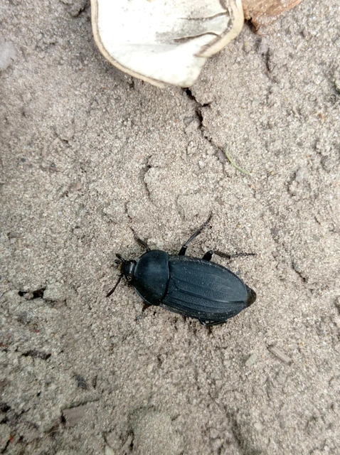 Silpha obscura - közönséges dögbogár