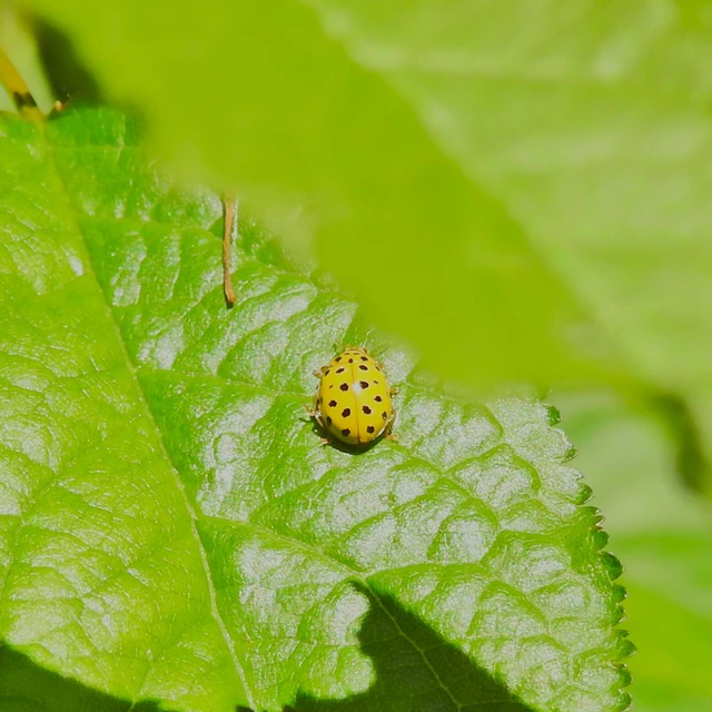 Psyllobora vigintiduopunctata - huszonkétpettyes katica
