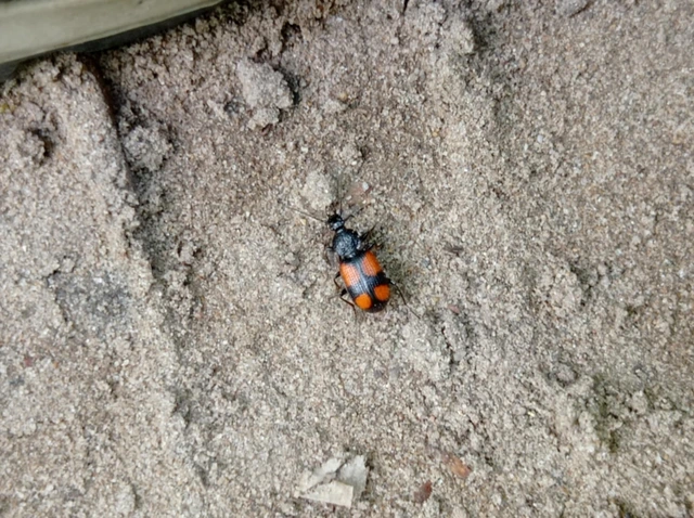 Panagaeus bipustulatus - kis keresztesfutó