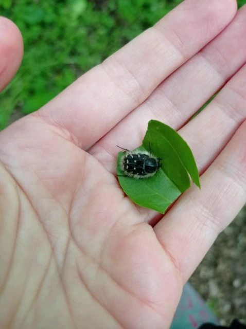 Tropinota hirta - bundás virágbogár