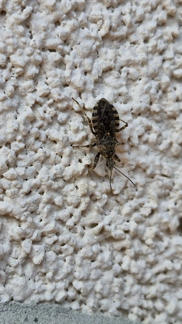 Coranus