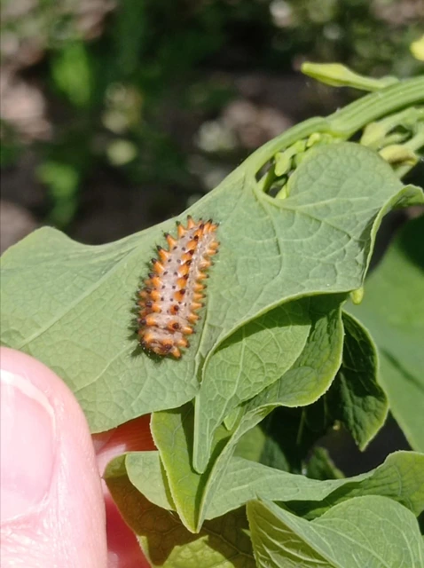 Zerynthia polyxena - farkasalmalepke