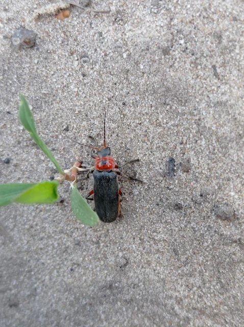Cantharis rustica - suszterbogár