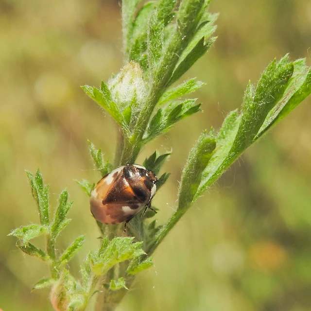 Tritomegas