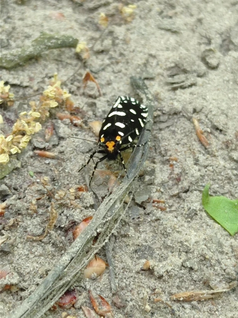 Euplocamus anthracinalis - fésűscsápú korhadékmoly