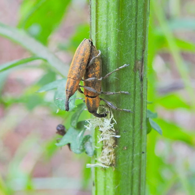 Lixus fasciculatus - nyurgalábú dudvabarkó