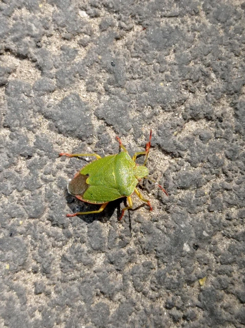 Palomena prasina - zöld bogyómászó-poloska Palomena prasina - zöld bogyómászó-poloska