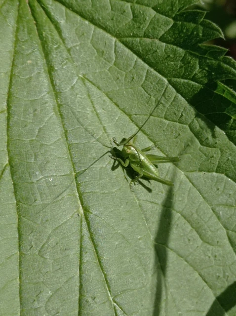 Tettigonia
