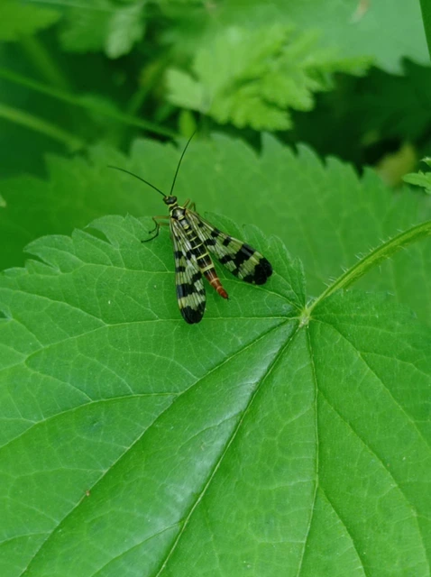 Panorpa communis/vulgaris