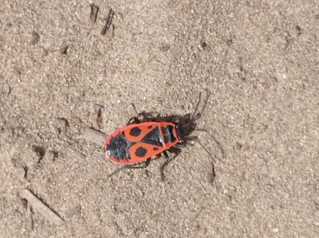 Pyrrhocoris apterus - verőköltő poloska