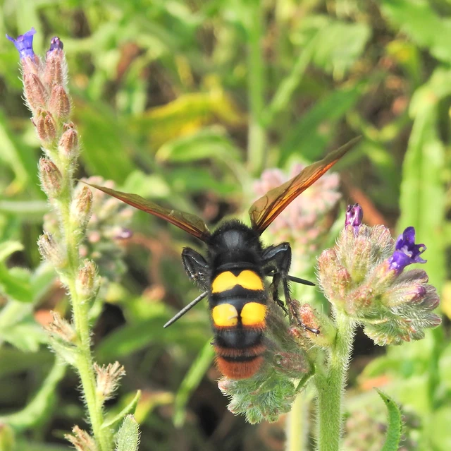Megascolia maculata - óriás-tőrösdarázs