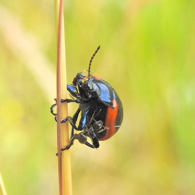 Chrysolina rossia - trapézhátú szegélyeslevelész
