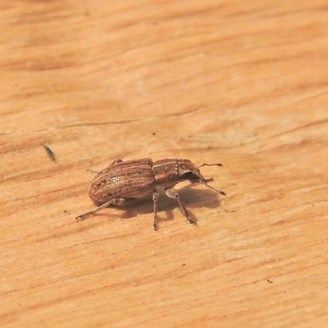 Sitona puncticollis - nagy csipkézőbogár