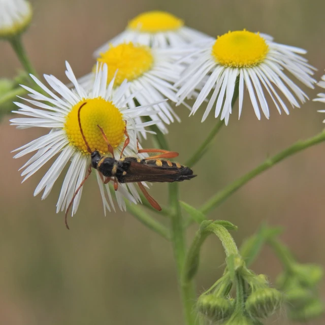 Stenopterus flavicornis - sárgacsápú keskenyfedőscincér