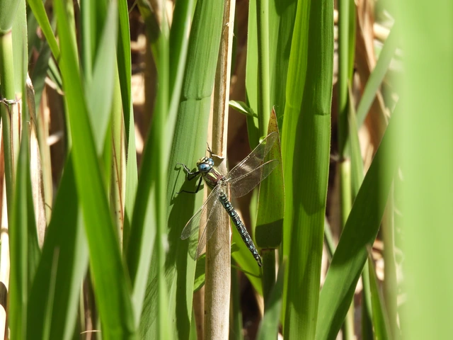 Brachytron pratense - szőrös karcsúacsa