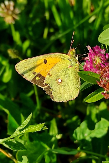 Colias croceus - sáfránylepke